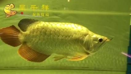 金龍魚一般幾天喂一次飼料 龍魚百科 第3張