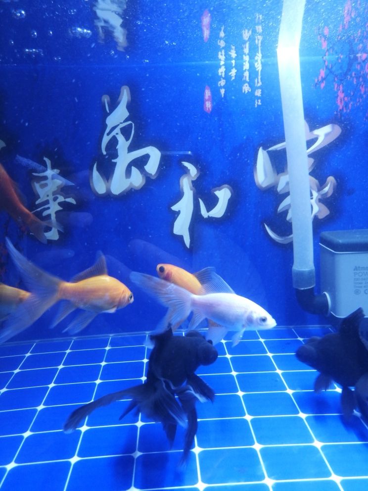 尾巴白點(diǎn) 觀賞魚(yú)論壇 第2張