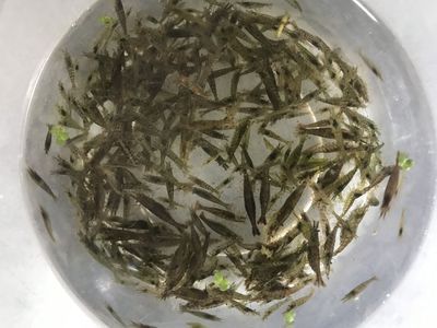 龍魚能吃蝦米嗎怎么喂