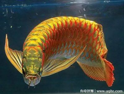 品相好的金龍魚 龍魚百科 第3張