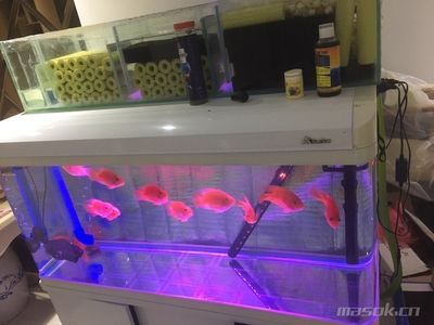 森森600魚缸 森森魚缸