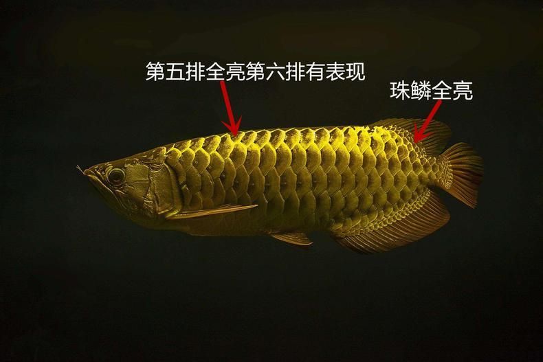 金龍魚分類地位圖高清 龍魚百科 第3張