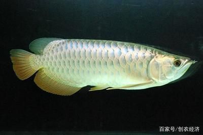 金龍魚(yú)幼苗吃什么飼料好養(yǎng) 龍魚(yú)百科 第3張