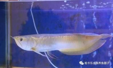 龍魚換水加多少鹽 龍魚百科 第1張