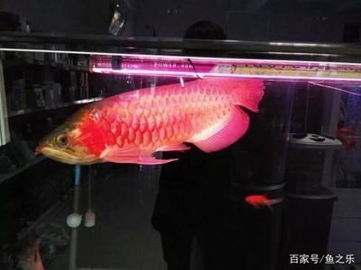 龍魚換水加多少鹽 龍魚百科 第3張