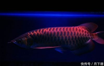 金龍魚小時候是什么樣子 龍魚百科