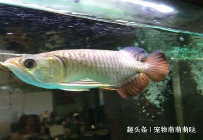 金龍魚品相怎么看龍魚年齡