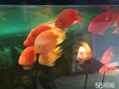 森森水族館里面的鸚鵡 森森魚缸