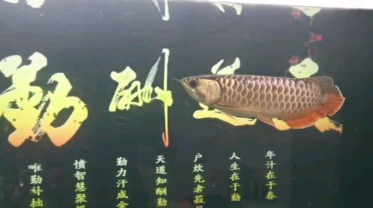 子非魚(yú)，48天了 觀賞魚(yú)論壇