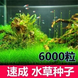 森森水草種子 森森魚缸