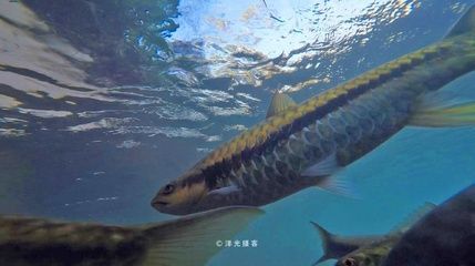 金黃色龍魚是什么品種