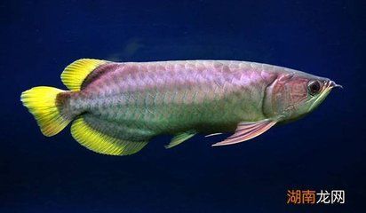 金龍魚多少歲 龍魚百科