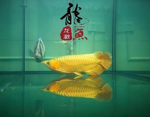 龍魚應(yīng)該養(yǎng)幾條好