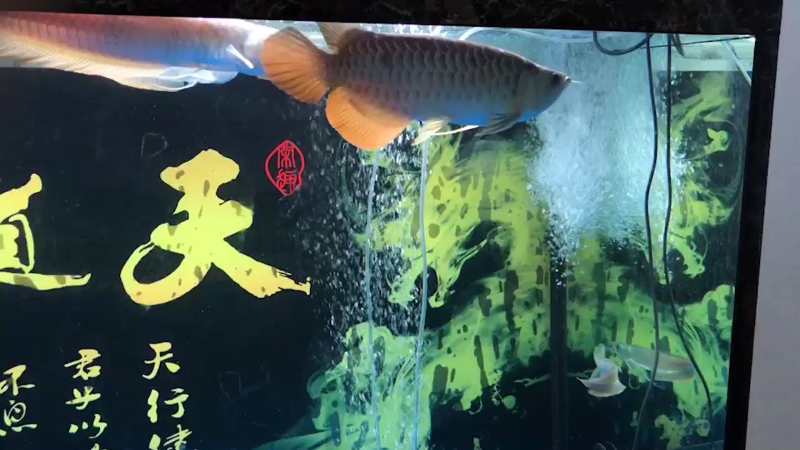 這魚是不是最多只能B過 觀賞魚論壇