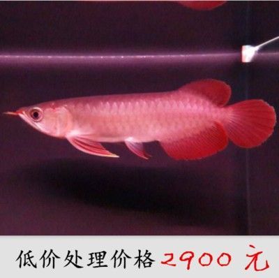 龍魚(yú)苗飼養(yǎng)