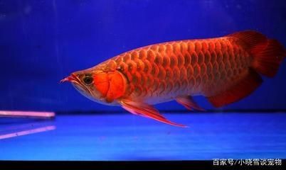 紅龍魚水溫30度咋樣喂食 龍魚百科 第2張