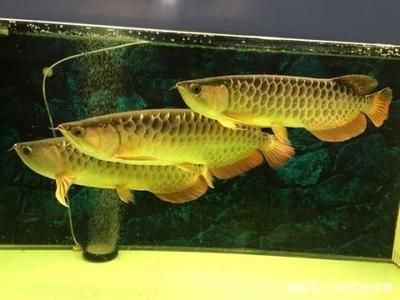 龍魚(yú)最佳溫度是幾度到幾度 龍魚(yú)百科 第1張