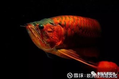 龍魚(yú)養(yǎng)什么顏色的最好