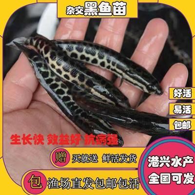 養(yǎng)金龍魚一年消費多少錢