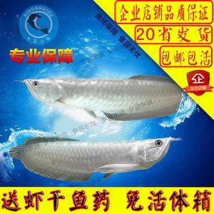 金龍魚魚苗批發(fā)