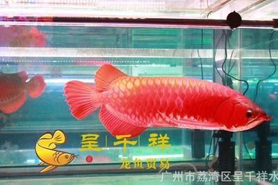 金龍魚魚苗批發(fā)