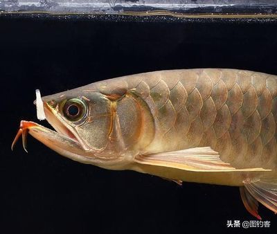 巨骨舌魚與金龍魚 龍魚百科 第1張