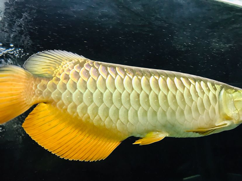 森森魚(yú)缸真假 森森魚(yú)缸 第3張