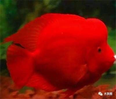 龍魚配什么紅色的魚