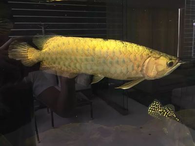 金龍魚體型標準