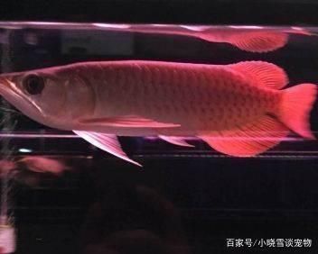 金龍魚(yú)缸要多大