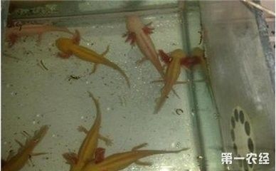 龍魚死了是不是不好養(yǎng)了 龍魚百科