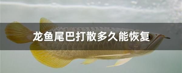 如何讓龍魚不咬其他魚的尾巴