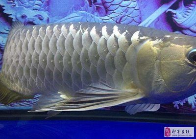 大金龍魚可以吃嗎怎么喂食