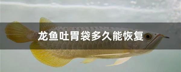 龍魚(yú)第一天能吃東西嗎 龍魚(yú)百科 第1張