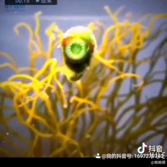 外星生物都來自于大海 觀賞魚論壇