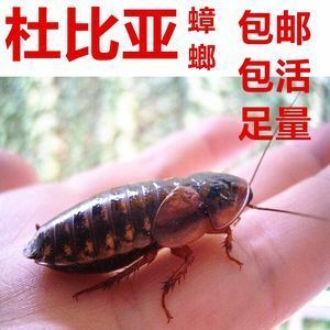 紅龍魚吃蟑螂起什么作用 龍魚百科 第1張