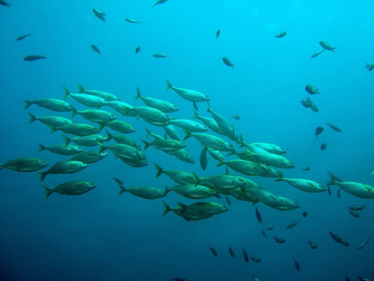 森森魚缸電源插座能用加熱棒嗎 森森魚缸