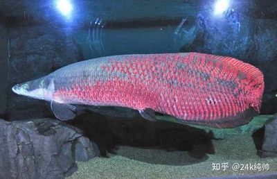 巨骨舌魚(yú)是龍魚(yú)嗎？ 龍魚(yú)百科 第1張