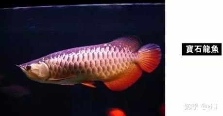 金龍魚體型有幾種顏色 龍魚百科 第2張