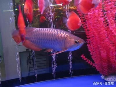 藍(lán)底金龍魚 龍魚百科 第2張