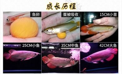 金龍魚長到50cm要多久時間才能長大 龍魚百科 第3張