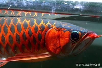 金龍魚長到50cm要多久時間才能長大 龍魚百科 第1張