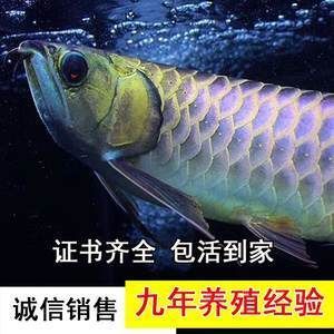 10cm紅龍魚苗怎么養(yǎng)的好 龍魚百科 第2張