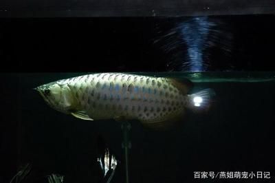 龍魚飼養(yǎng)技術(shù)要點(diǎn)總結(jié)報(bào)告范文怎么寫 龍魚百科 第1張