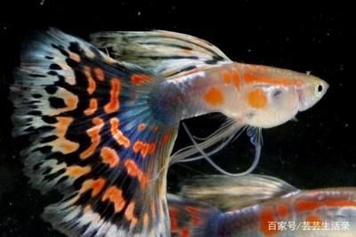 龍魚狀態(tài)不好怎么調(diào)整水質(zhì) 龍魚百科 第2張