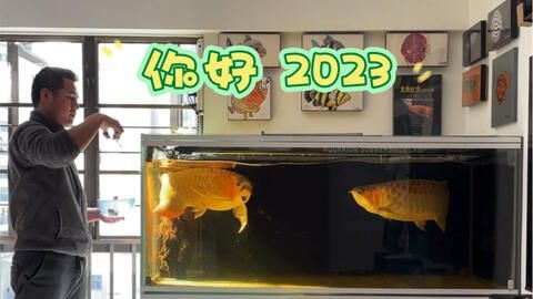 27度養(yǎng)龍魚行不行呀