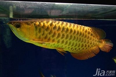 金龍魚是冷水魚么 龍魚百科 第2張