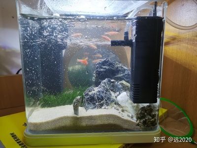 森森上濾缸改底濾缸 森森魚缸