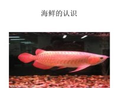 龍魚(yú)幼魚(yú)能吃飼料嗎 龍魚(yú)百科