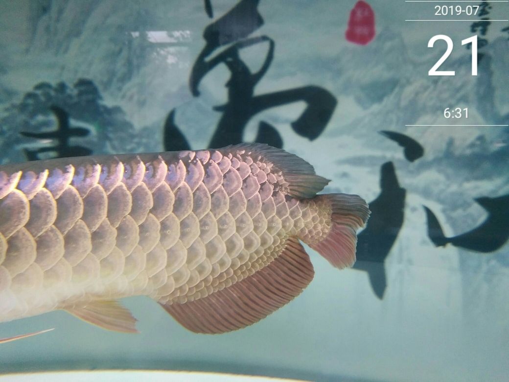 怎么樣讓龍魚狀態(tài)變好